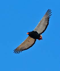 238-Bateleur Eagle  7J8E1826