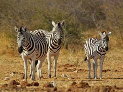 239-Zebras  7J8E1853