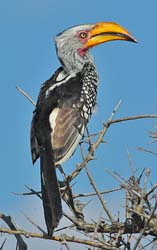 240-Southern Yellow-billed Hornbill  7J8E1864