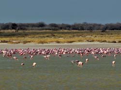 244-Flamingos  7J8E1877