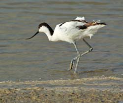 245-Pied Avocet  7J8E1894