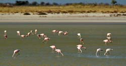 246-Flamingos  7J8E1875