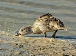 247-Red-billed Teal  7J8E1883
