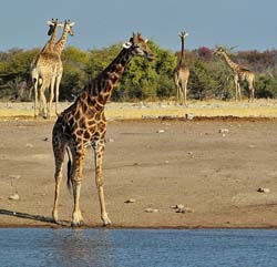 248-Giraffes  7J8E1913