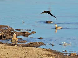 249-Long-tailed Paradise Whydah  7J8E1914