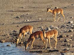250-Black-faced Impalas  7J8E1920