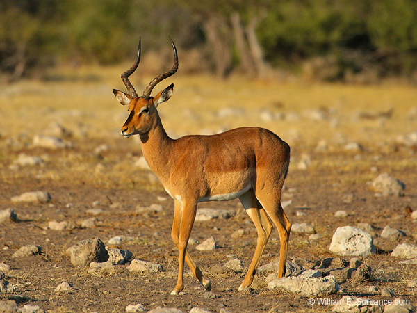 261-Black Faced Impala  70D2-3833