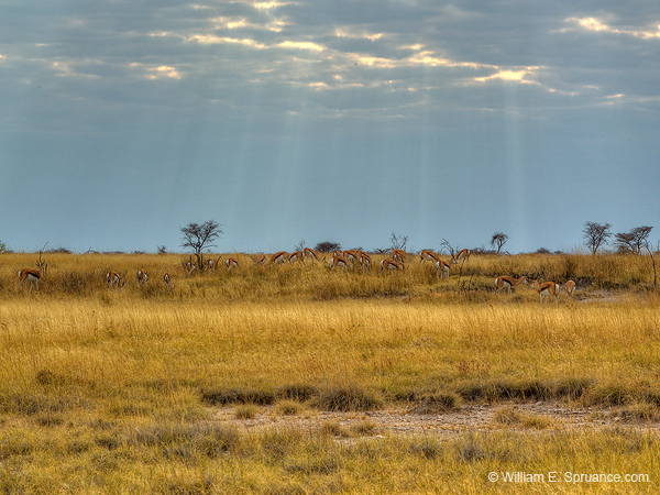 262-Black-faced Impala Herd  7J8E1783