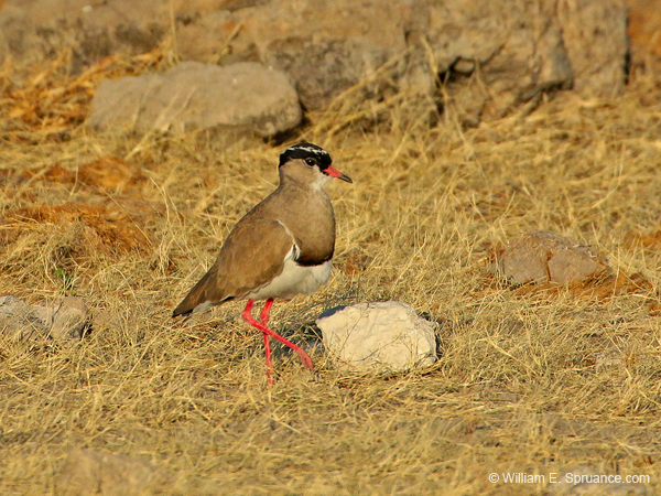263-Crowned Lapwing  70D2-3837