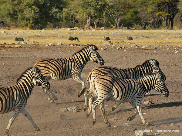 265-Zebras on the Run  70D2-3844