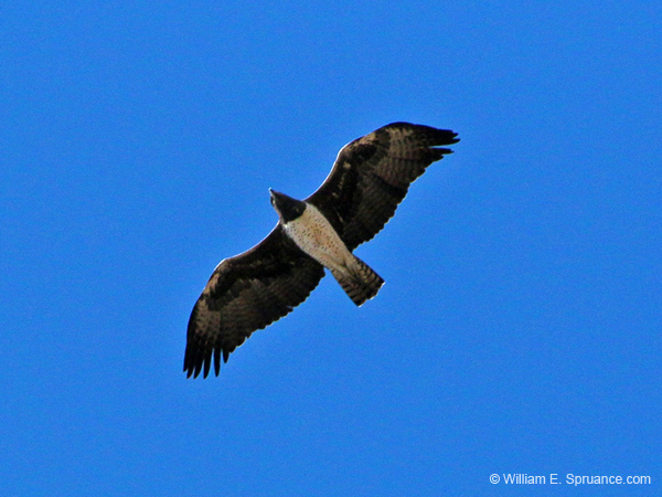 266-Martial Eagle  70D2-3857