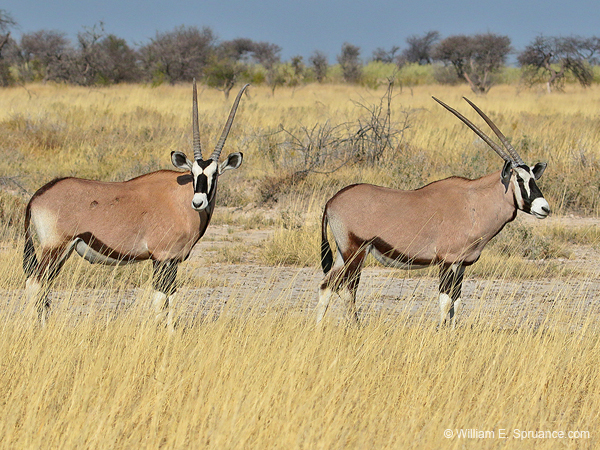 268-Gemsboks  70D2-3879