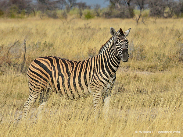 273-Zebra  70D2-3883