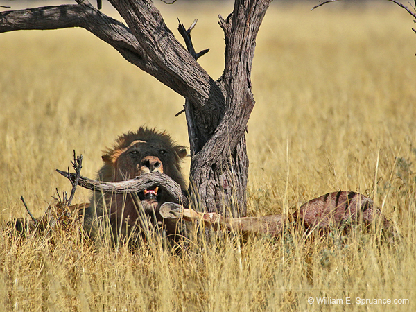 274-Lion with Kudu Kill  70D2-3921