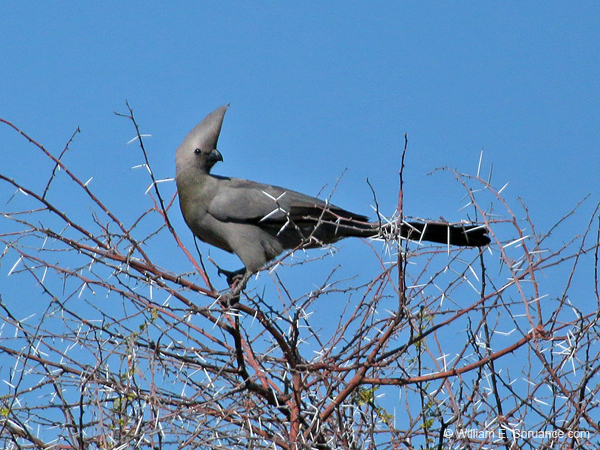 276-Grey Go-away-bird  70D2-3927