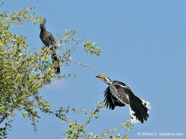278-Grey Go-away-bird and Hornbill  70D2-3957