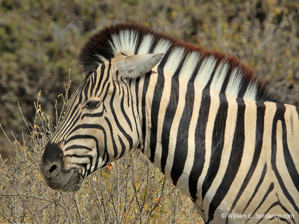 279-Zebra  7J8E1922