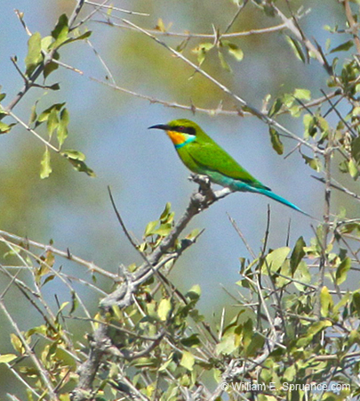 280-Swallow-tailed Bee-eater  7J8E1928