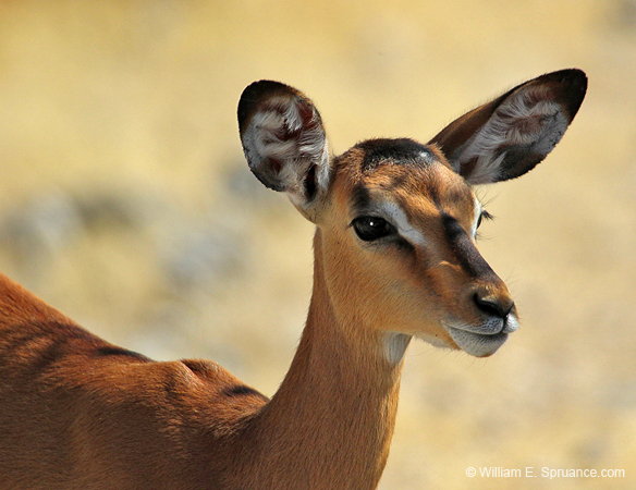 281-Black-faced Impala  7J8E1931
