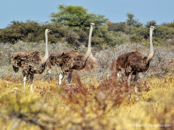 283-Ostriches  7J8E1938