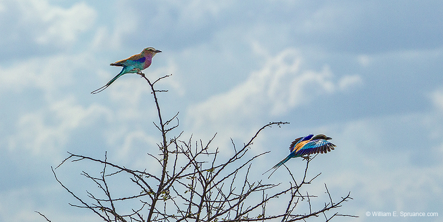 284-Two Lilac-breasted Rollers  7J8E1939
