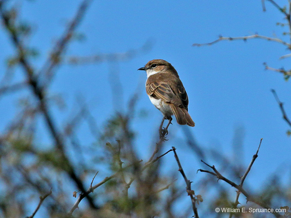 285-Ashy Flycatcher  70D2-4005