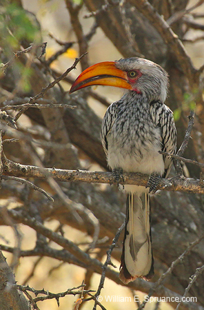 286-Yellow-billed Hornbill  70D2-4008