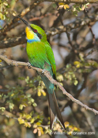 287-Swallow-tailed Bee-eater 70D2-4054