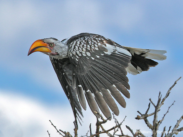 288-Yellow-billed Hornbill  70D2-4017