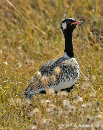 290-Northern Black Korhaan  70D2-4088