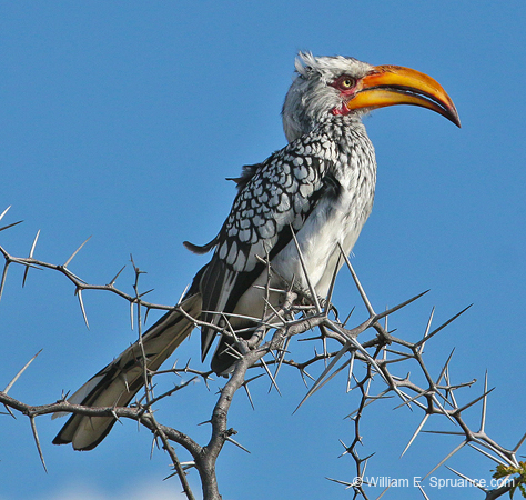 291-Yellow-billed Hornbill  70D2-4108