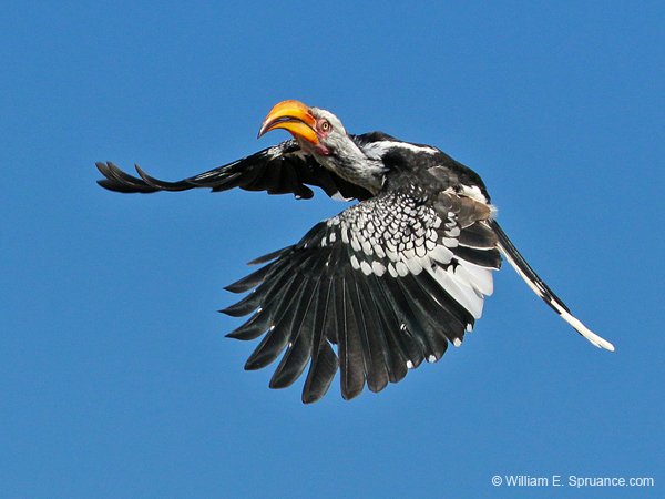 293-Yellow-billed Hornbill  70D2-4109