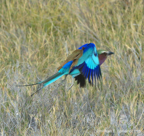294-Lilac-breasted Roller  70D2-4127