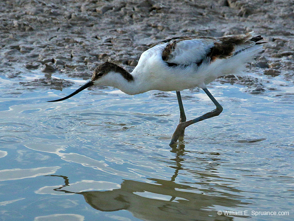 295-Pied Acocet  70D2-4135