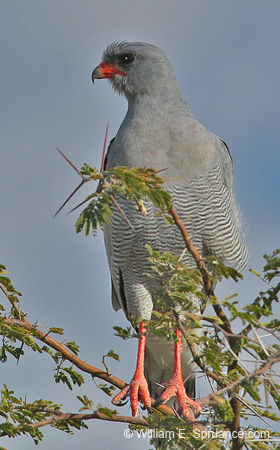 302-Goshawk  70D2-4172