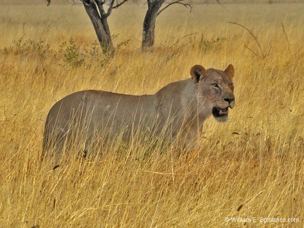 304-Lioness  70D2-4177