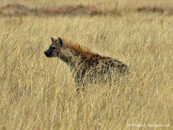 307-Spotted Hyena  70D2-4194