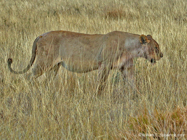 309-Lioness  70D2-4205