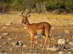 261-Black Faced Impala  70D2-3833
