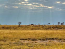 262-Black-faced Impala Herd  7J8E1783