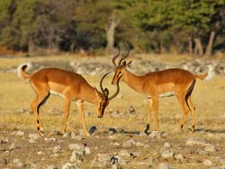 264-Sparring Black-faced Impalas  70D2-3839