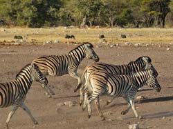 265-Zebras on the Run  70D2-3844