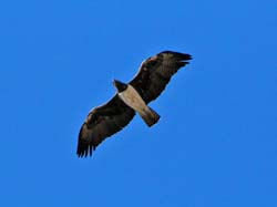 266-Martial Eagle  70D2-3857