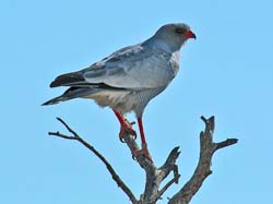 267-Goshawk  70D2-3876