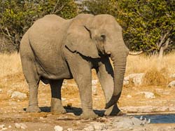 269-Elephant  70D2-3864