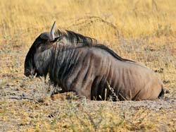270-Wildebeest  70D2-3885