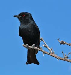 271-Fork-tailed Drongo  70D2-3896