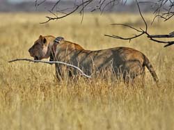 272-Collared Lioness  70D2-3904
