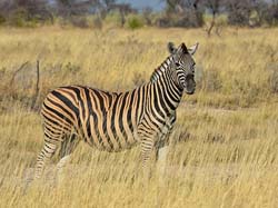 273-Zebra  70D2-3883