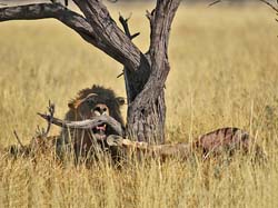 274-Lion with Kudu Kill  70D2-3921